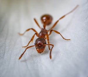 vacuuming ants