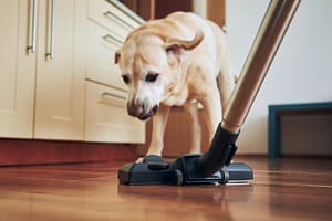 Best Inexpensive Vacuums For Pet Hair